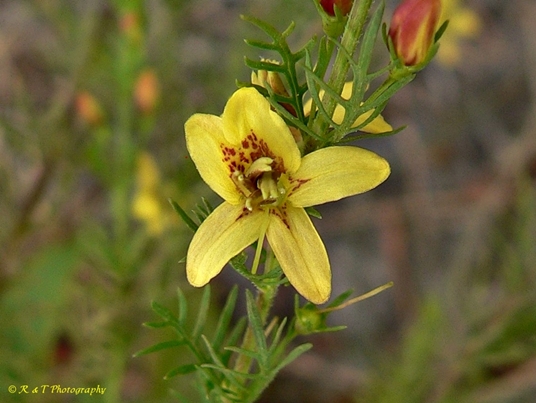 {Seymeria cassioides}